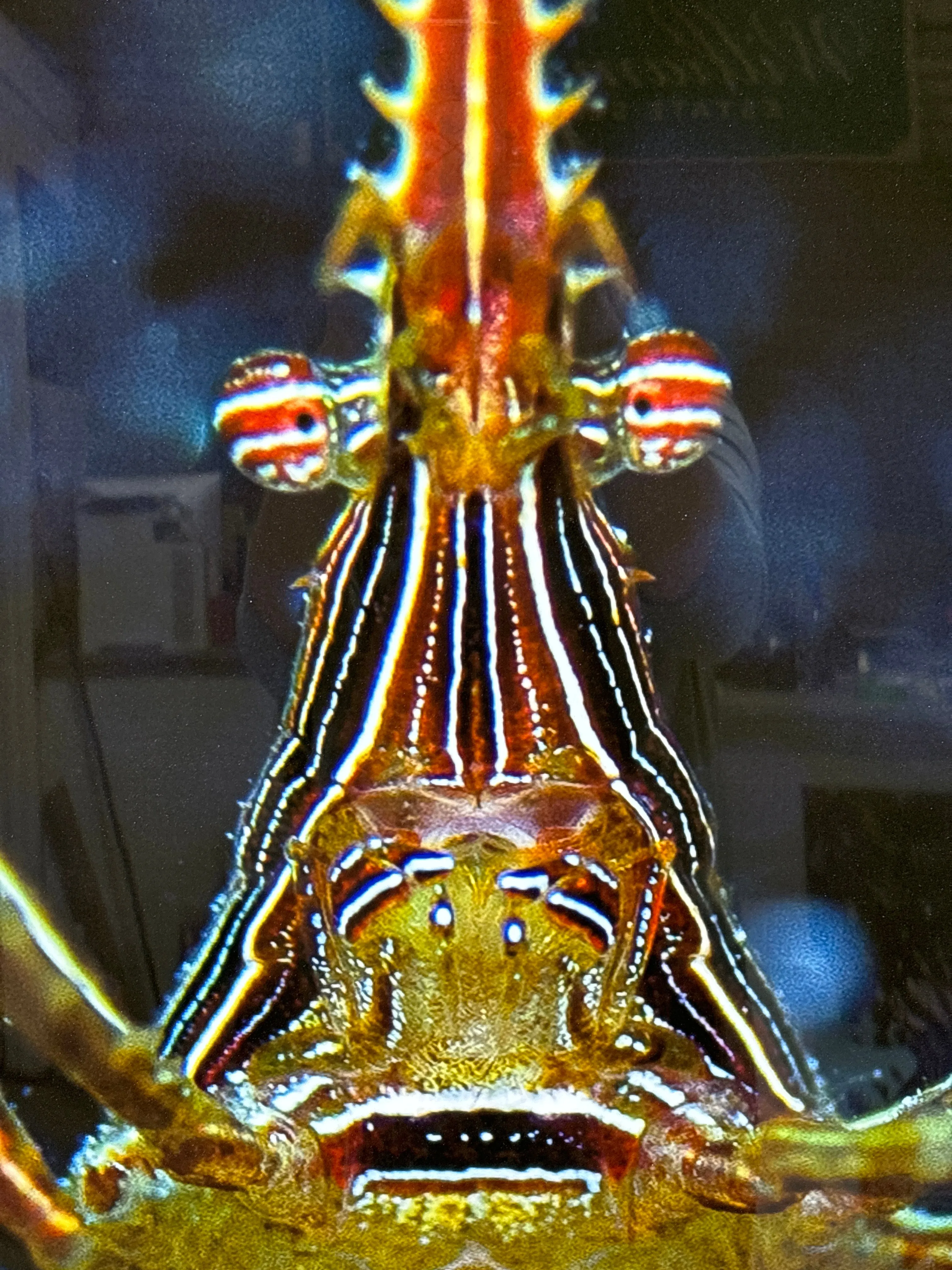 Metal Art of Arrow Crab