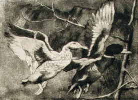 "Two Mallards" by Anne Lyman Powers - Black and White Etching on Paper