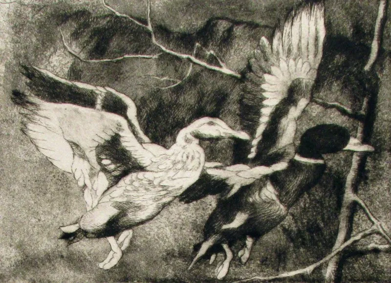 "Two Mallards" by Anne Lyman Powers - Black and White Etching on Paper